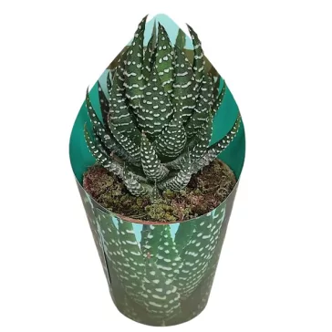 Haworthia superfasciata