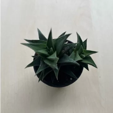 Haworthia tortousa