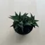 Haworthia tortousa