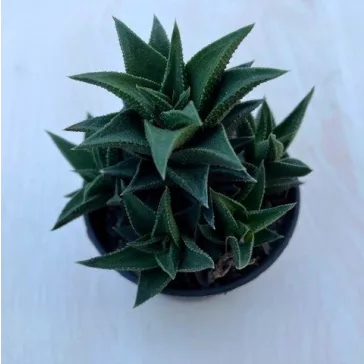 Haworthia tortousa