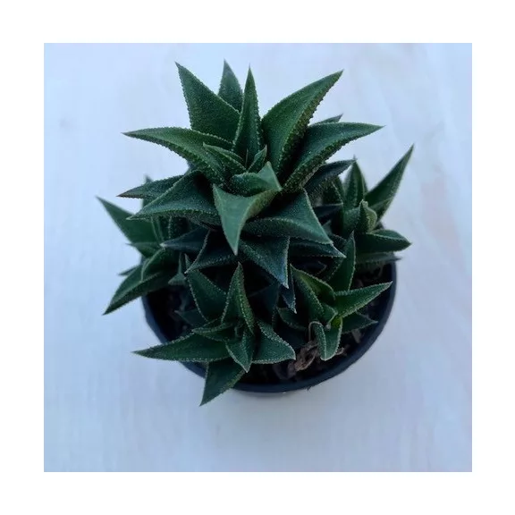 Haworthia tortousa