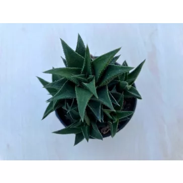 Haworthia tortousa