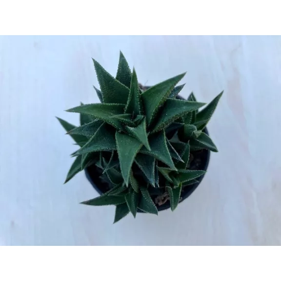 Haworthia tortousa