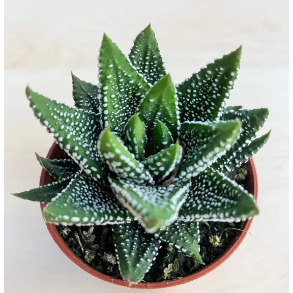 Haworthiopsis attenuata f. tanba Haworthiopsis attenuata f. tanba