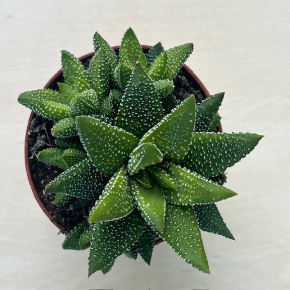Haworthiopsis attenuata f. tanba