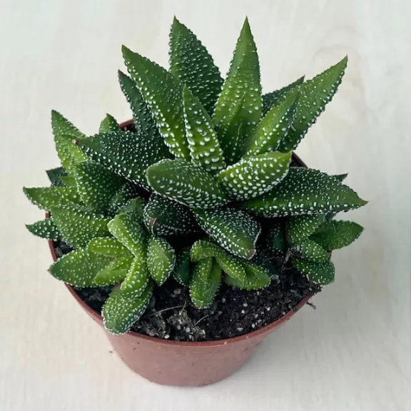 Haworthiopsis attenuata f. tanba Haworthiopsis attenuata f. tanba