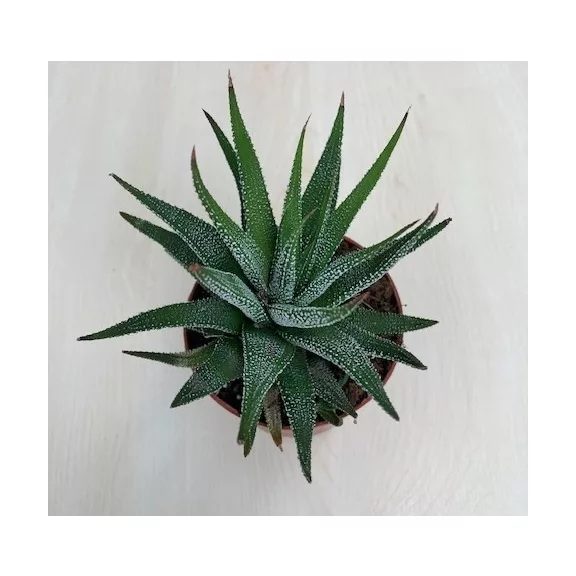 Haworthiopsis attenuata var radula Haworthiopsis attenuata var radula
