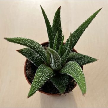 Hankey Dwarf Aloe