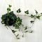 Hedera helix 'Erecta'