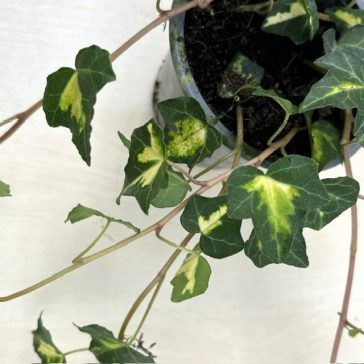 Hedera helix 'Erecta'