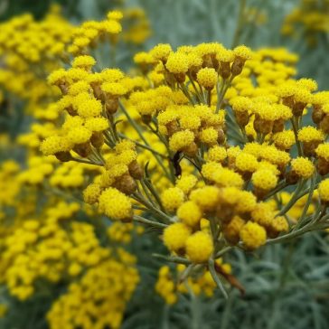 Helichrysum italicum
