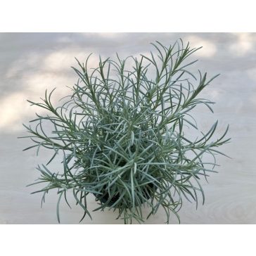 Helichrysum italicum