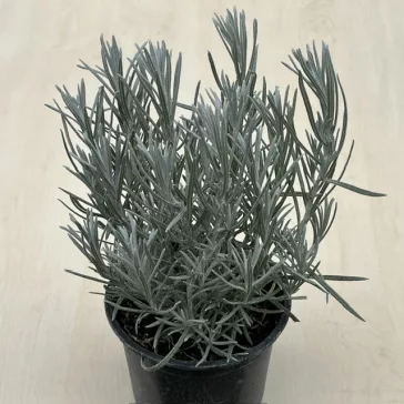 Helichrysum italicum