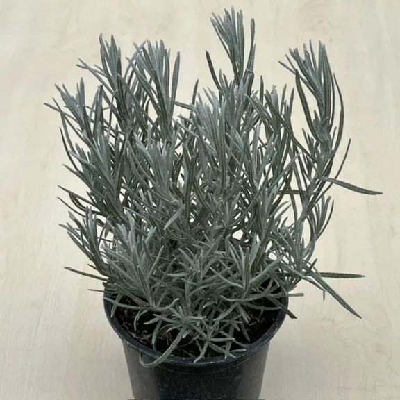 Helichrysum italicum