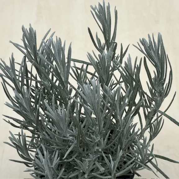 Helichrysum italicum