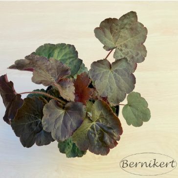   Lila-bordó tűzeső - Heuchera micrantha 'Purple palace'