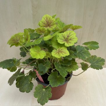 Heuchera 'Northern Exposure Sienna'