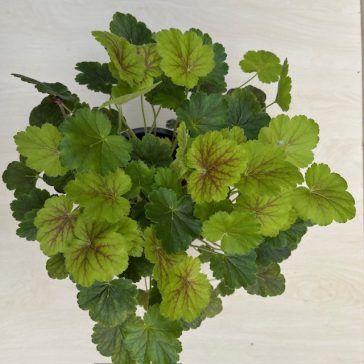 Heuchera 'Northern Exposure Sienna'
