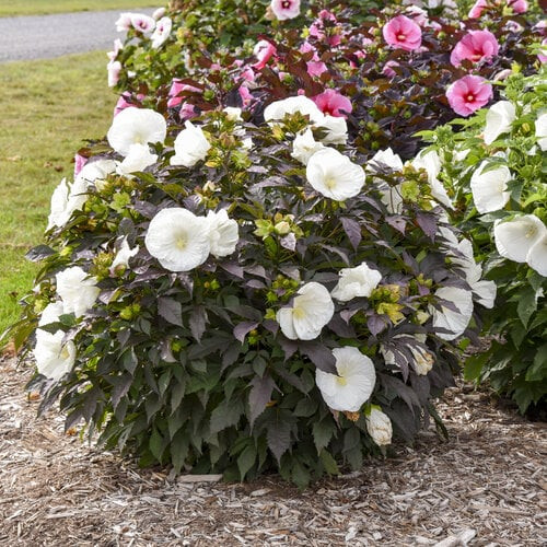 Hibiscus SUMMERIFIC 'Holy Grail'