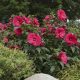 Hibiscus SUMMERIFIC 'Summer in Paradise'
