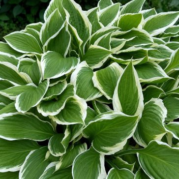 Hosta undulata 'Albovariegata'