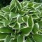 Hosta undulata 'Albovariegata'