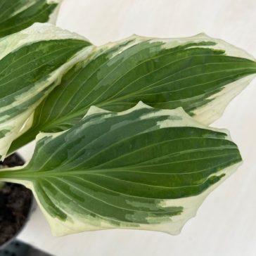 Hosta undulata 'Albovariegata'