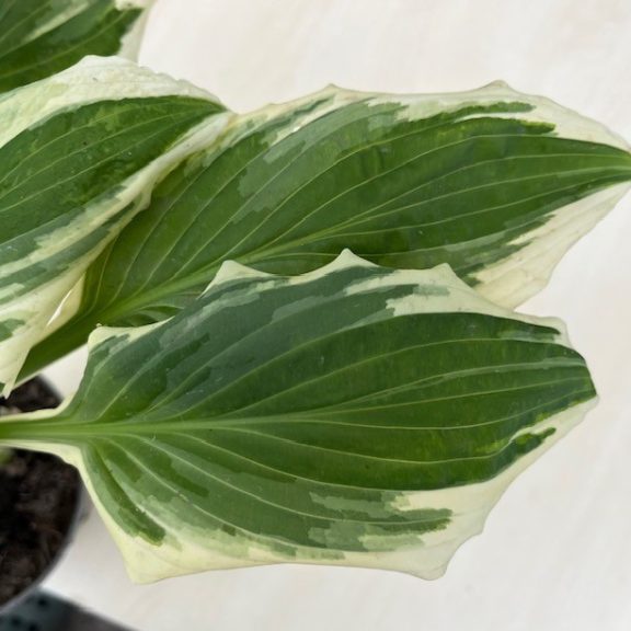 Hosta undulata 'Albovariegata'