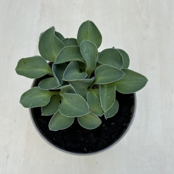 Hosta 'Blue Mouse Ears'