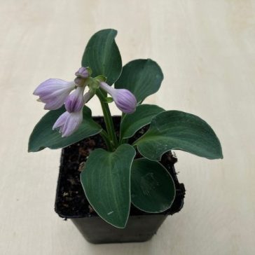 Hosta 'Blue Mouse Ears'