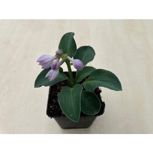 Hosta 'Blue Mouse Ears'