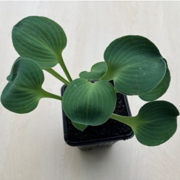 Hosta 'Blue Mouse Ears'