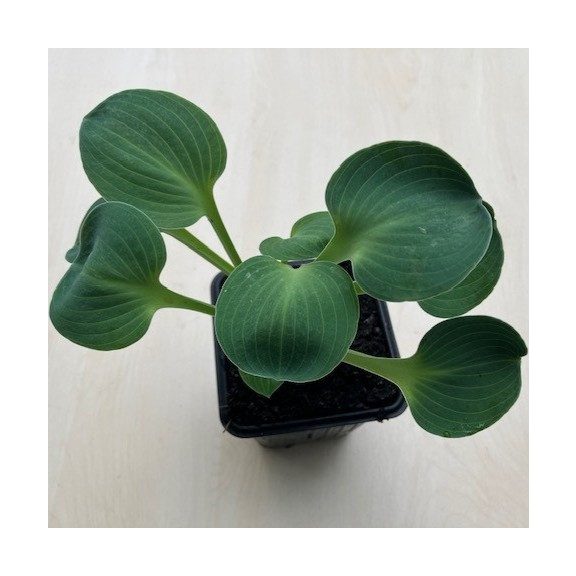Hosta 'Blue Mouse Ears'