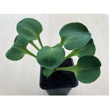 Hosta 'Blue Mouse Ears'