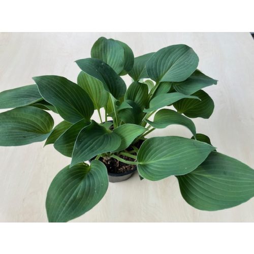 Hosta