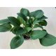 Hosta