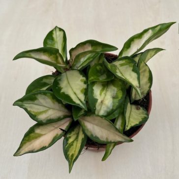 Hoya carnosa ‘Tricolor’