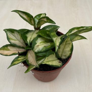 Hoya carnosa ‘Tricolor’