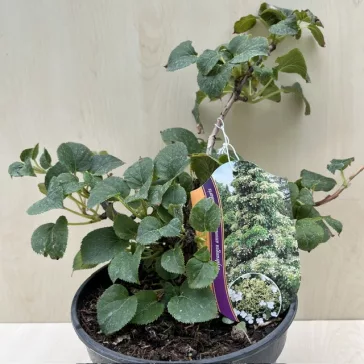 Hydrangea anomala subsp. petiolaris