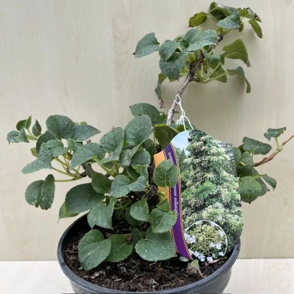 Hydrangea anomala subsp. petiolaris