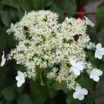 Hydrangea anomala subsp. petiolaris