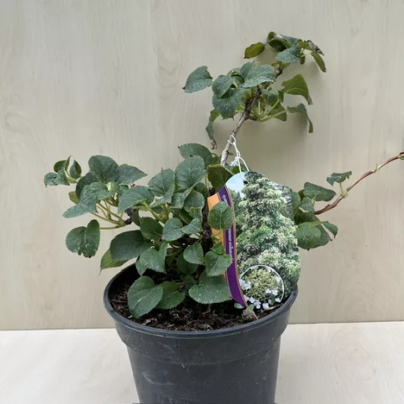Hydrangea anomala subsp. petiolaris