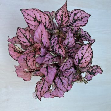 Polka dot - Hypoestes phyllostachia