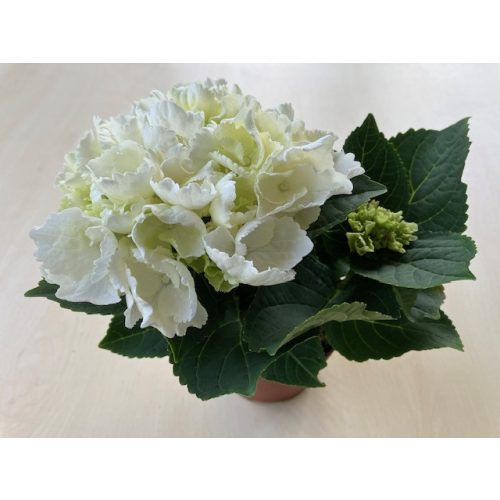 Hydrangea Macrophylla 'Schneeball'