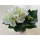 Hydrangea Macrophylla 'Schneeball'