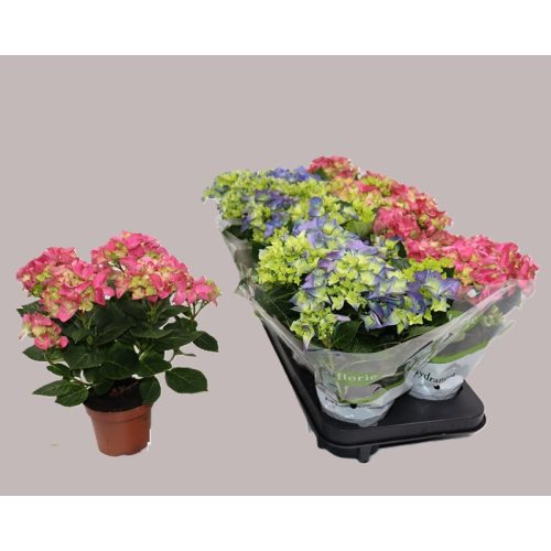 Hydrangea Macrophylla