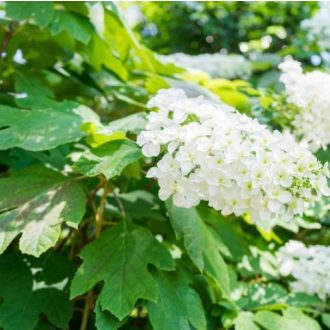 Hydrangea quecifolia 'Snow Queen'