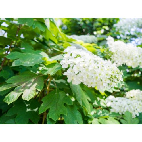 Hydrangea quecifolia 'Snow Queen'