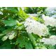 Hydrangea quecifolia 'Snow Queen'