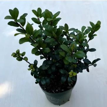 Ilex crenata 'Jenny' - Csipkéslevelű magyal
